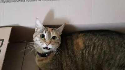 Yelling angry boxcat