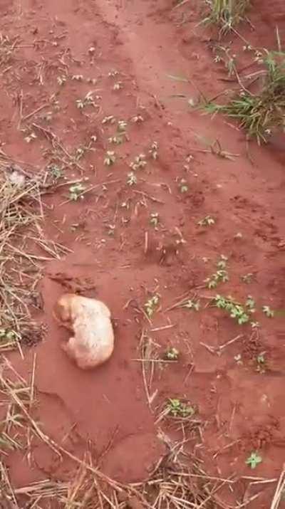Man rescue a three legged dog and her puppies that she tried to protect by digging a hole in the mud