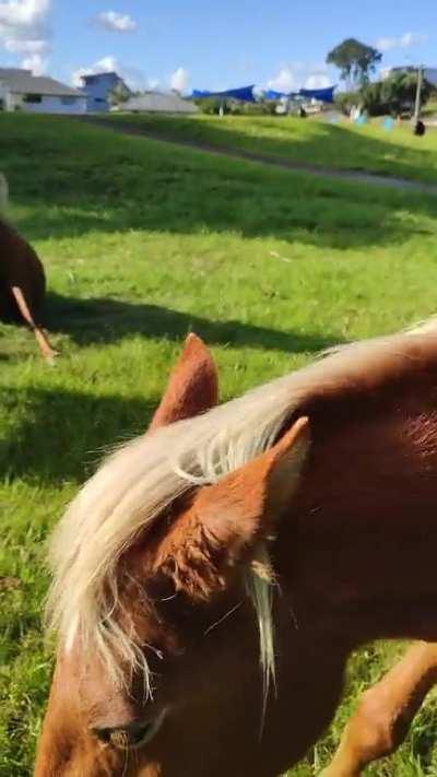 Some young wild horses at the skate park 