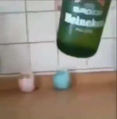 Polish beer selection 