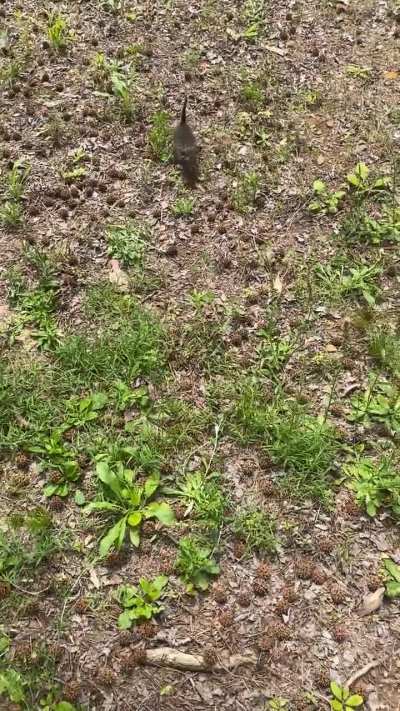 The cat distribution system strikes again.