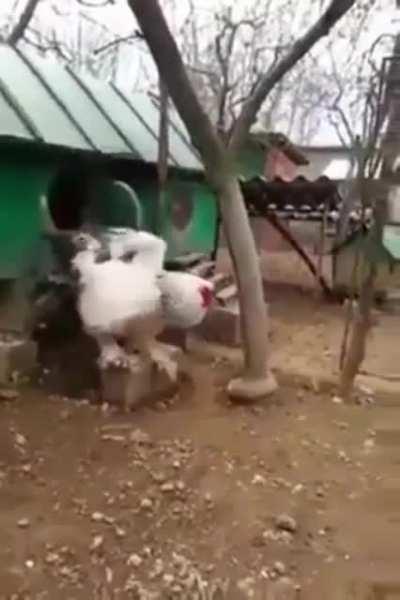 Thanks, I hate big cocks