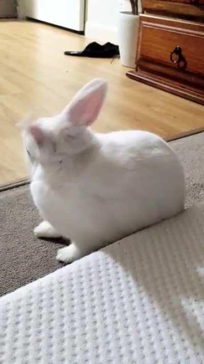 Just after 2 weeks our bunbun flops Infront of us. We feel so privileged that she trusts us