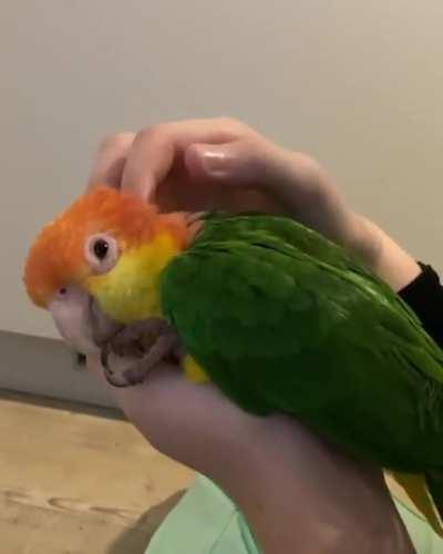 Excellent scritches for an exceptional birb