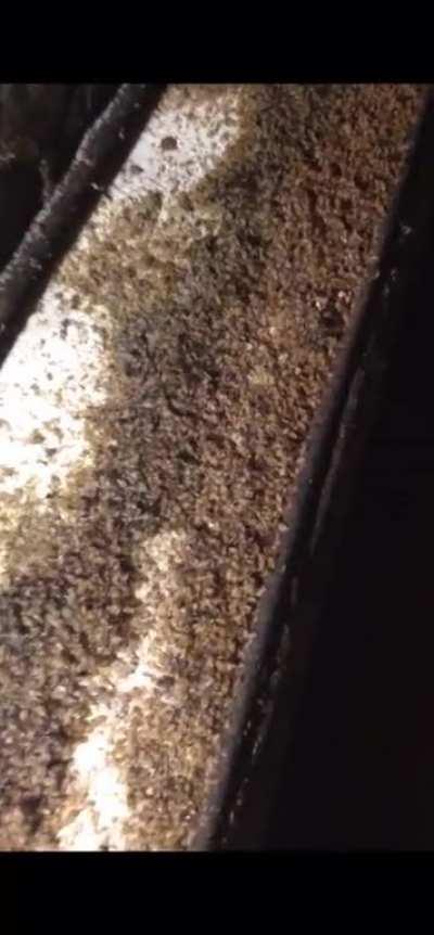 Bed bugs on a box spring.
