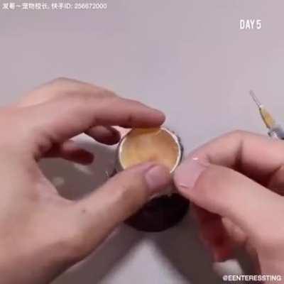 How a chick is born from an egg