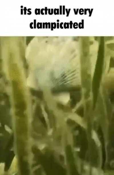 Give me your best fish/sea animal reactions