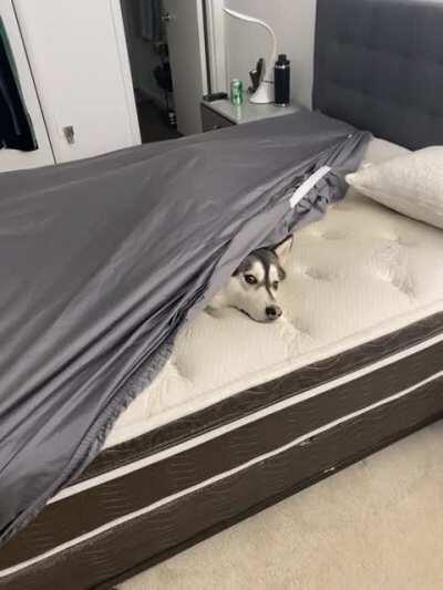 Every time I try to make the bed, this happen 🙄