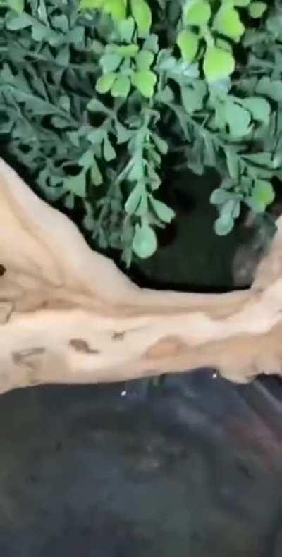 Well, it could be worse