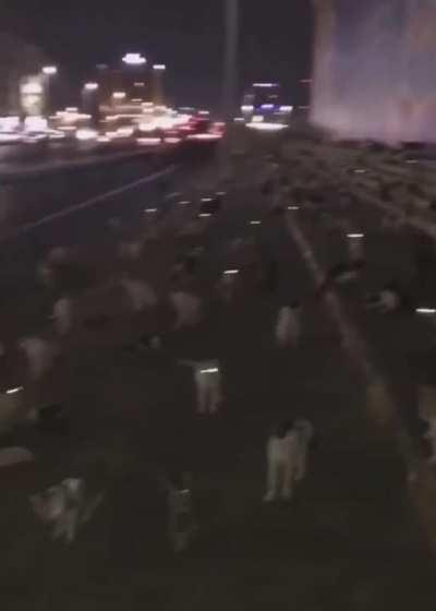 cat started revolution