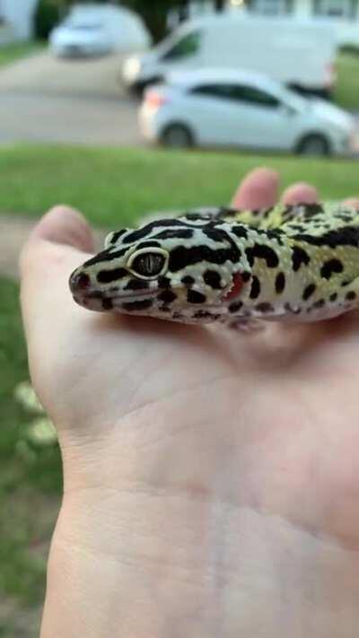 Spatula hung out with me for my 30th today. 🖤