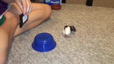 My awesome rat Oreo doing her 