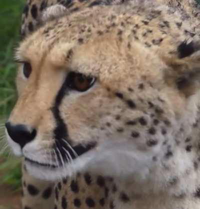 Here's a cheetah meowing