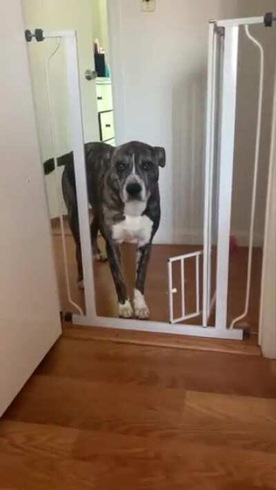 I couldn’t figure out why he was crying. Turns out, the 6 inch cat door was slightly ajar.