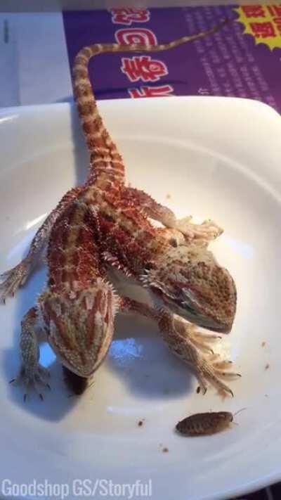 please someone help these insects