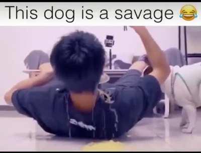 Perfect Revenge 🤣😂