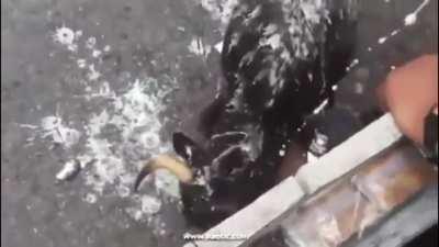 The bull won for sure