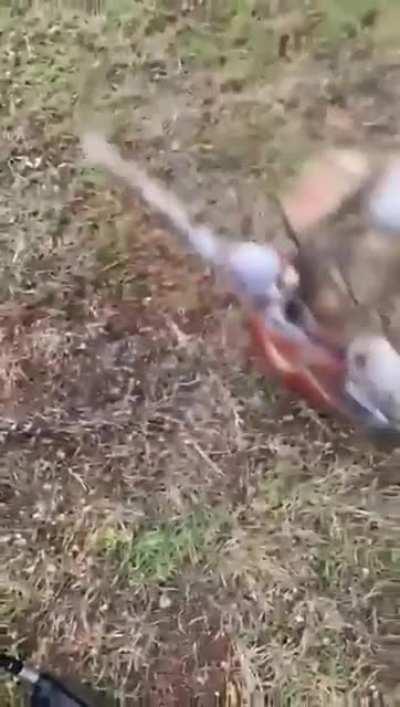 giant crab Snapping the golf club