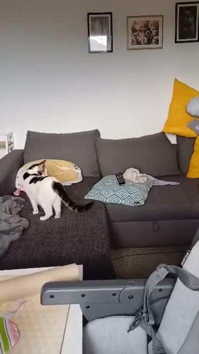 Cat magic 🐈‍⬛