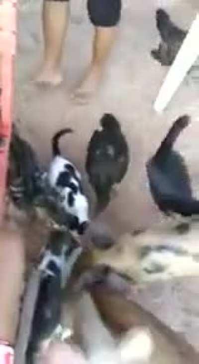 Succulent grilled fish