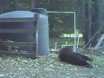 Мишка лупанул себе по шарам