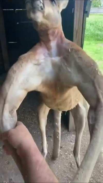 This absolute unit of a kangaroo