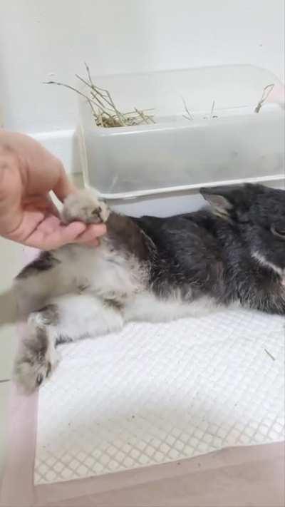 When your rabbit has zero survival instincts (Part 3)