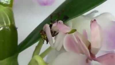 There's always a bigger fish..