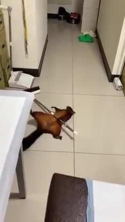 insurance scamming squirrel