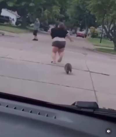 Raccoon made her tumble and fumble