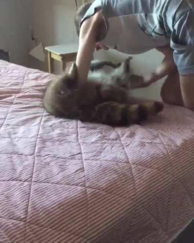 Wait till the end, you'll see the cat.