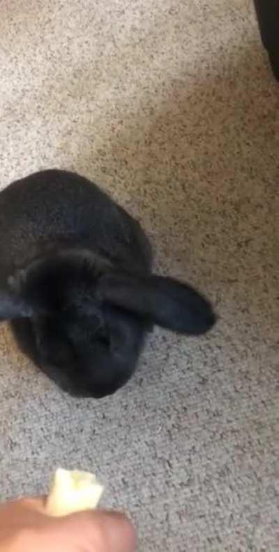 Carlos vs banana (banana almost wins!)