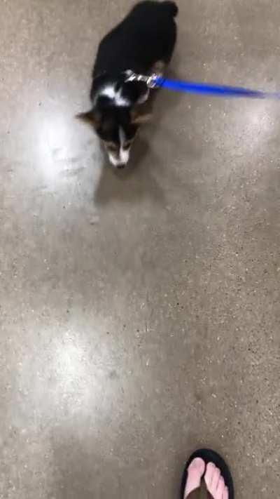 I may in fact have found the smollest boy