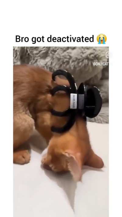 they found wunk's off switch