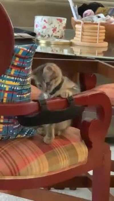 Such a distinguished tap for such a tiny kitty (oc)