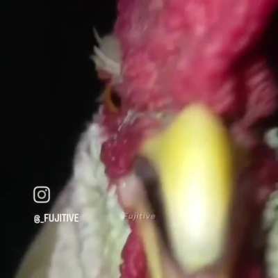 FUJITIVE 🗣️🗣️🔊🔊💥💥🔊🔥