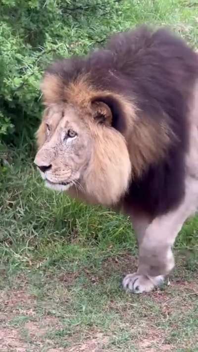 Massive male seen this morning at Kuzuko lodge, set in the heart of the Eastern Cape. Kuzuko, South Africa 🇿🇦