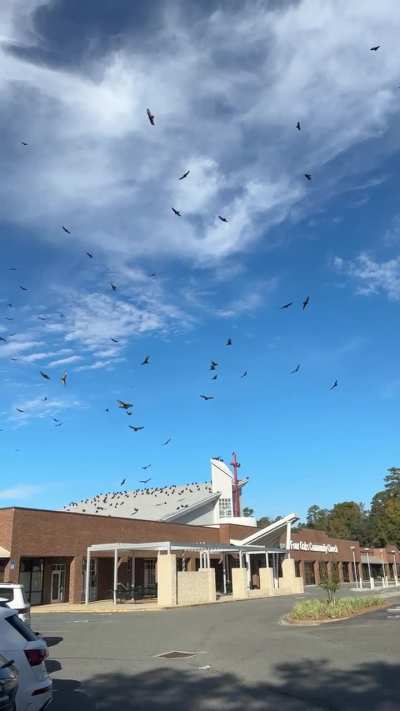 🔥A large group of vultures at a local church