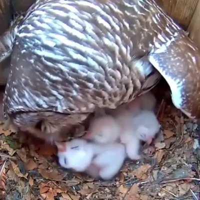 Barred owl feeding her 3 little owlets