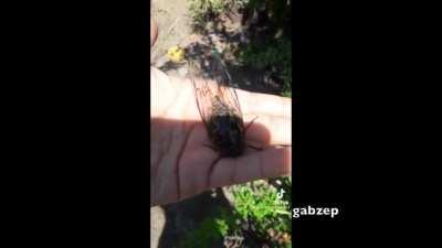 Bicho culeau que no deja dormir la siesta