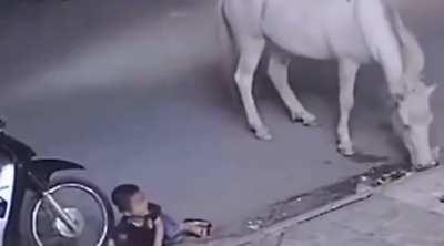 Horse is like: “let me eat my sewer apples”