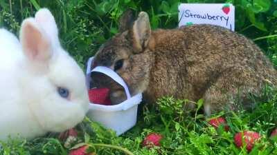 Bunnies Go Strawberry Picking.