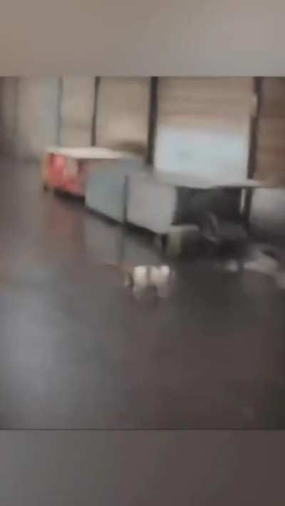 funny cat dazzling fall