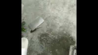 damn. I think I killed more than that rat