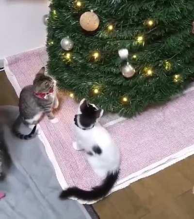 Happy christmas to all cat lovers