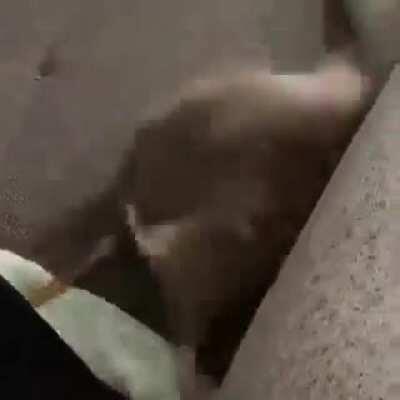 Duxo y Aquino cuando pierden en cualquier juego XD