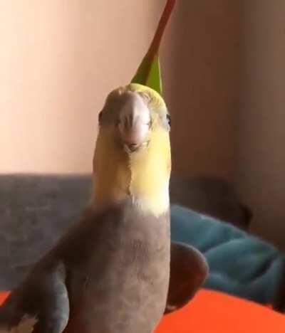 Now they're being programmed with loading music