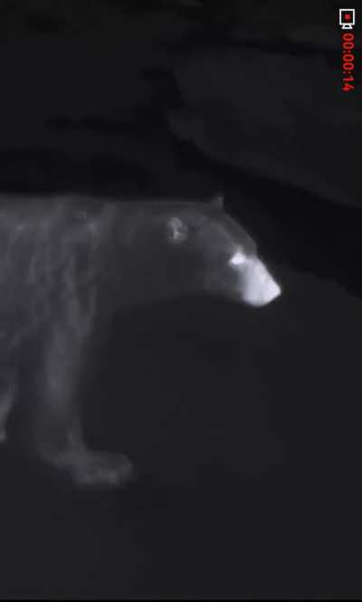 🔥The insulating properties of polar bear fur [OC]