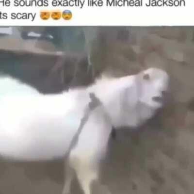 Cursed_michaeljackson