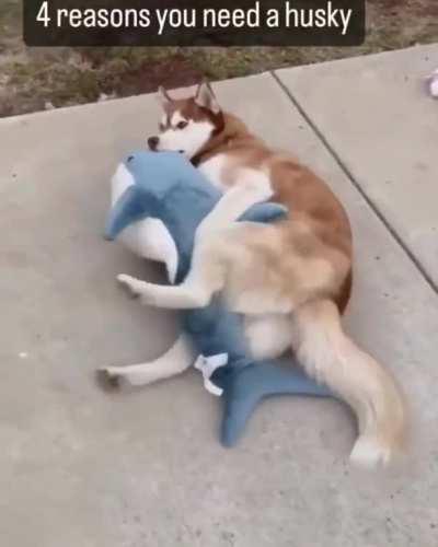 I think I should have a husky